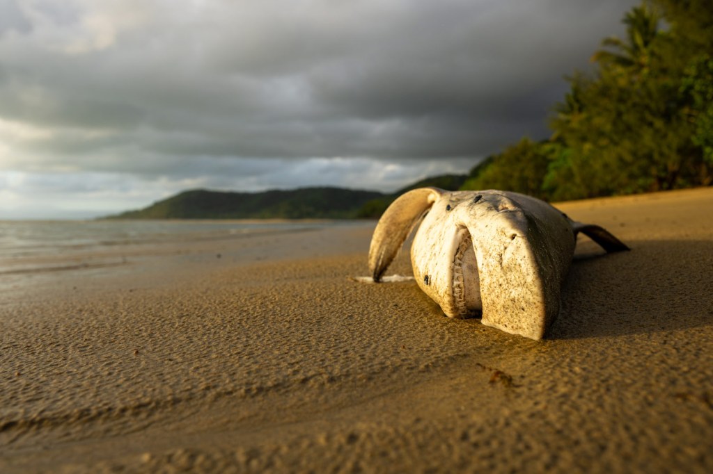 ‘Death in Paradise’