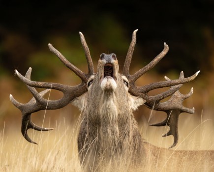 ‘Rutting Call’. Photo: Jamie Smart