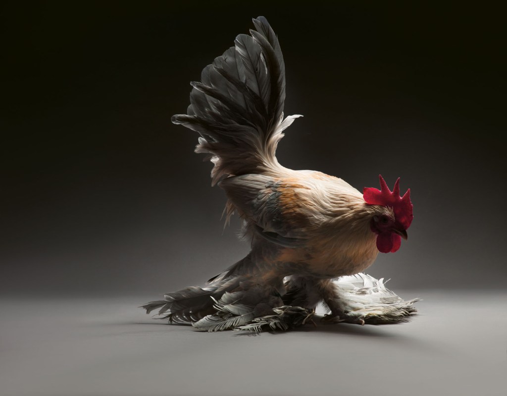 A chicken