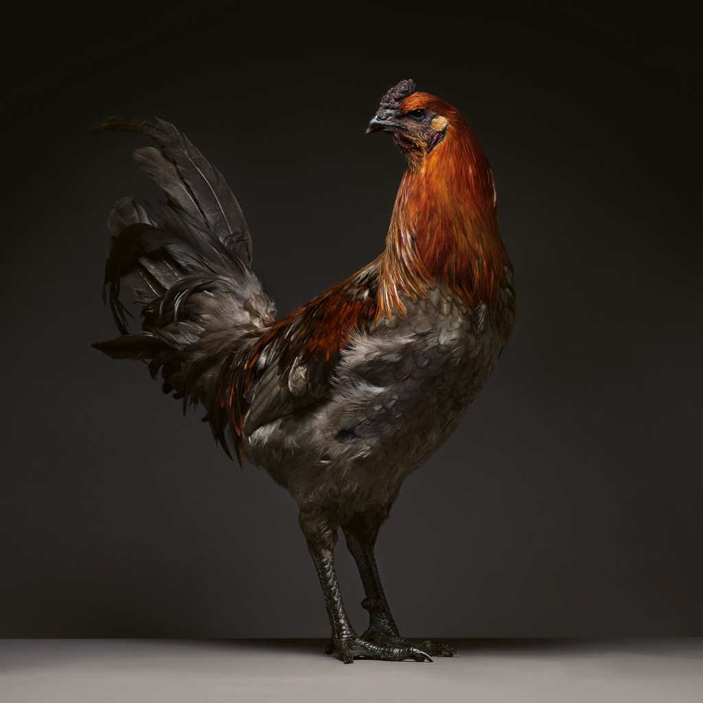 A chicken