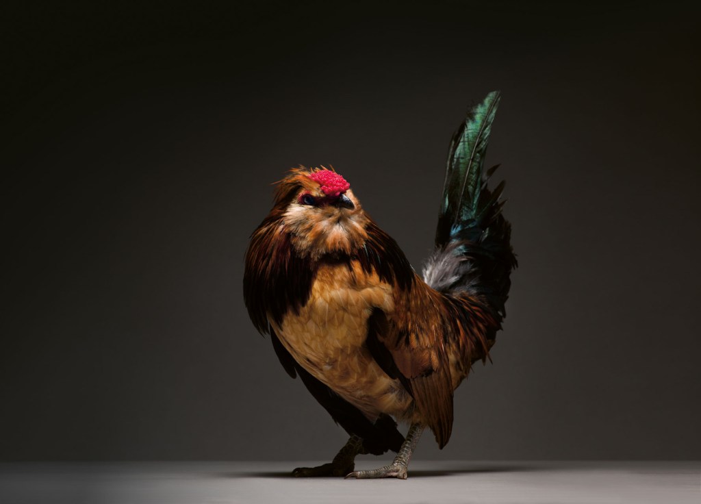 A chicken