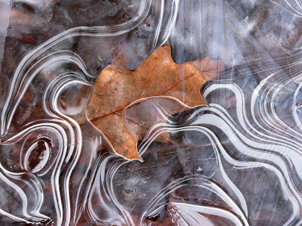 a leaf