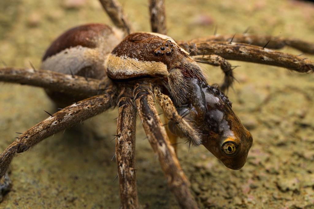 A fishing spider (Nilus sp.) feeding on a freshly caught froglet 