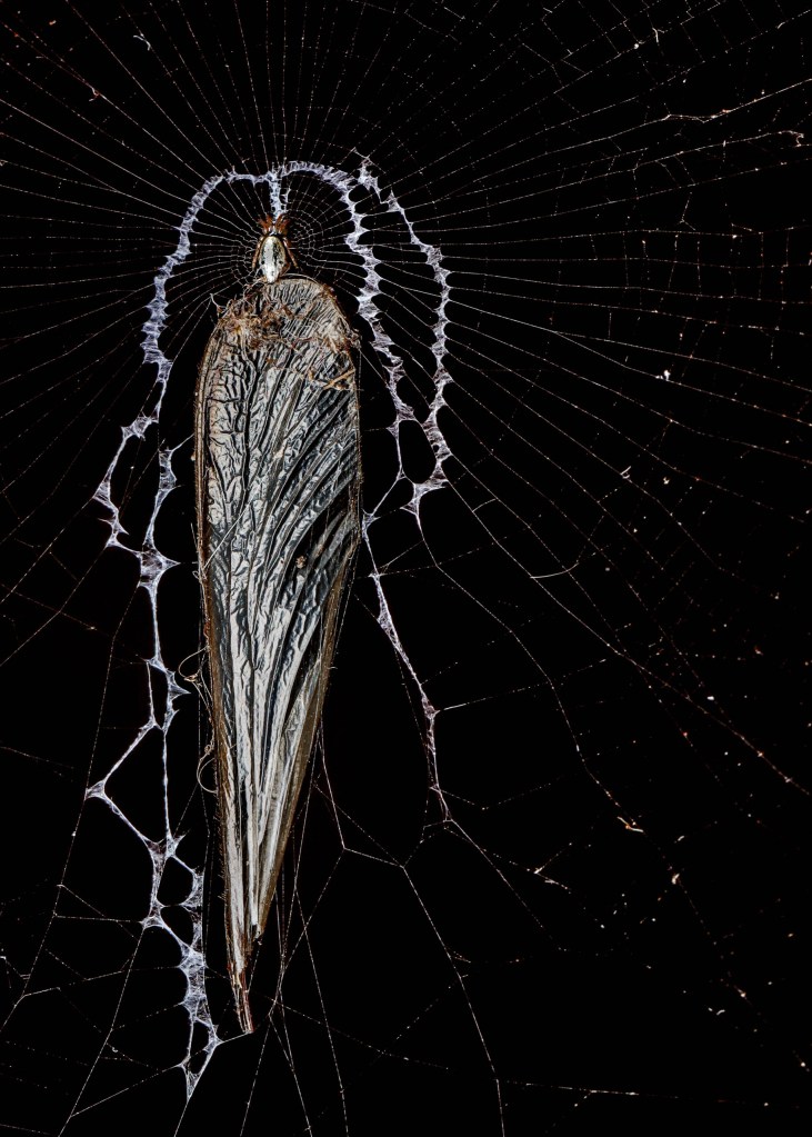 the wing of a fly