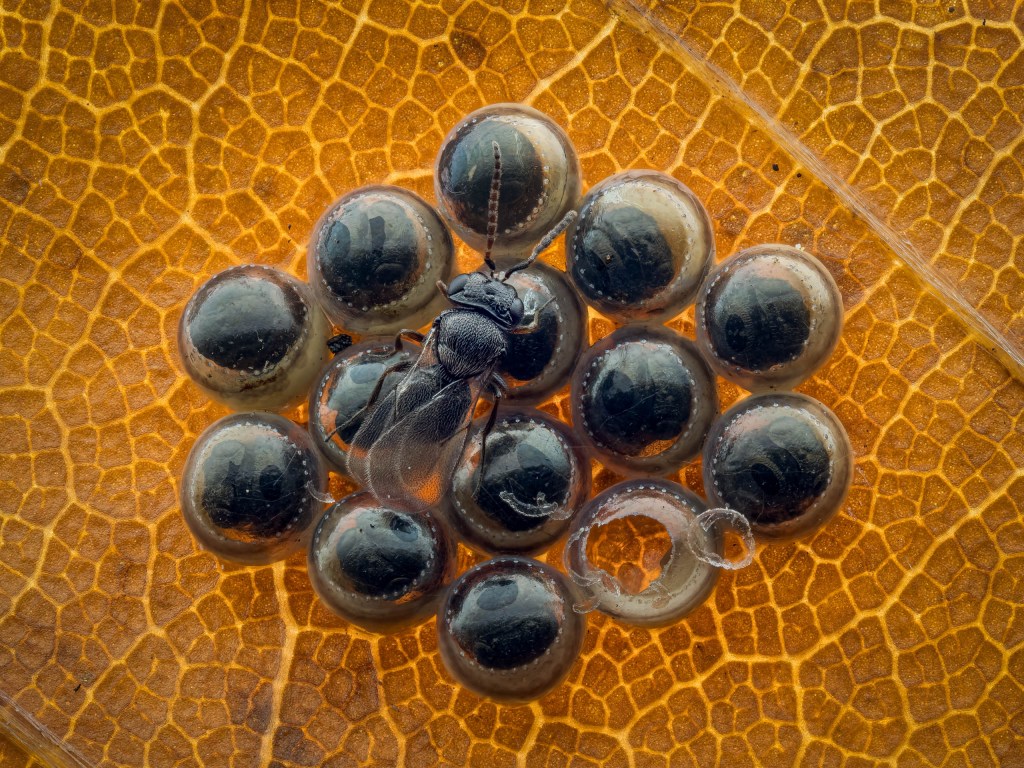 a fly