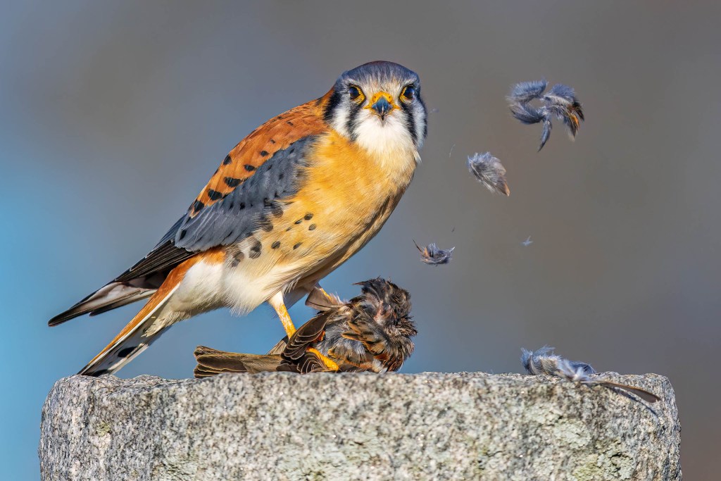 A bird 