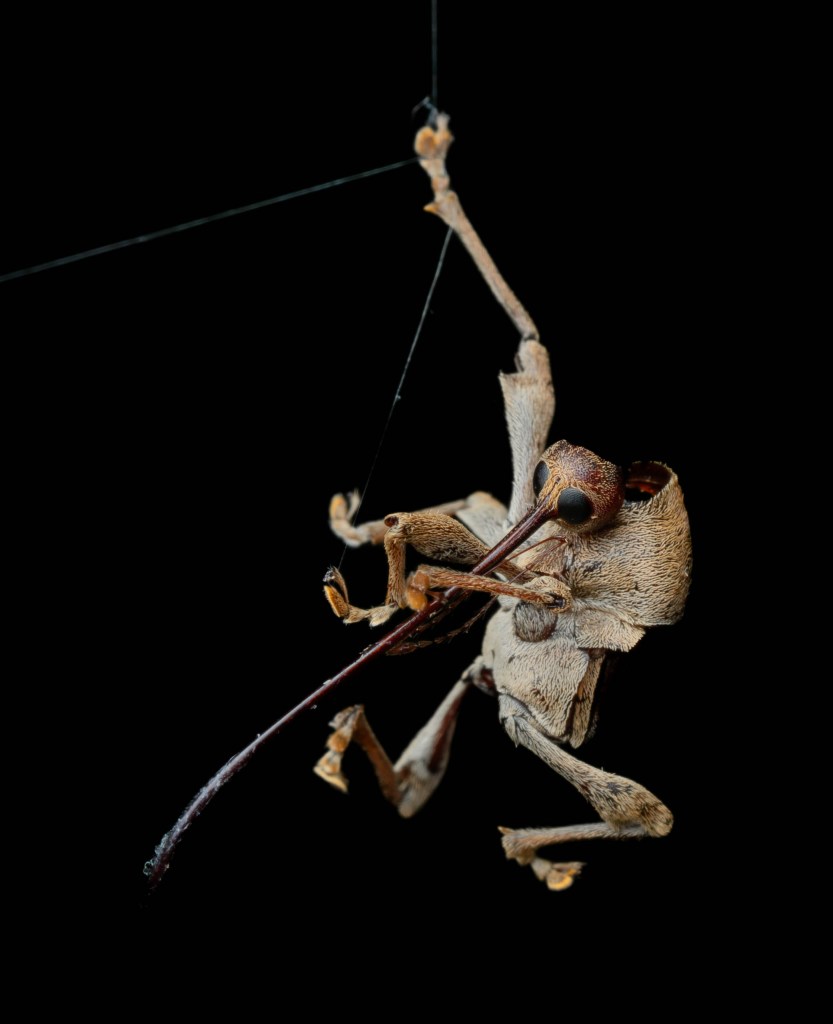 an acorn weevil