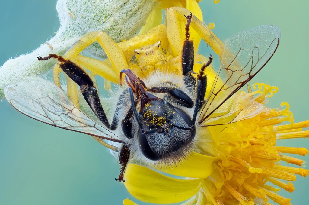 spider feeding on a bee