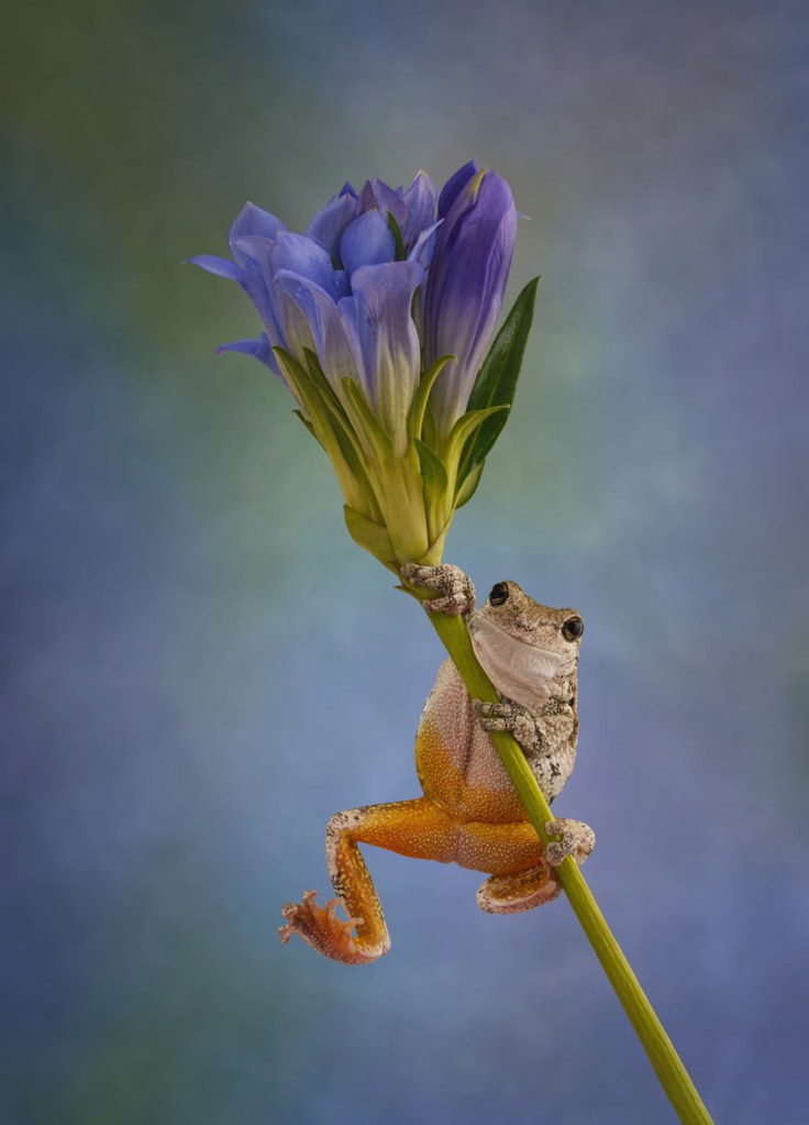 Angi Wallace frogs