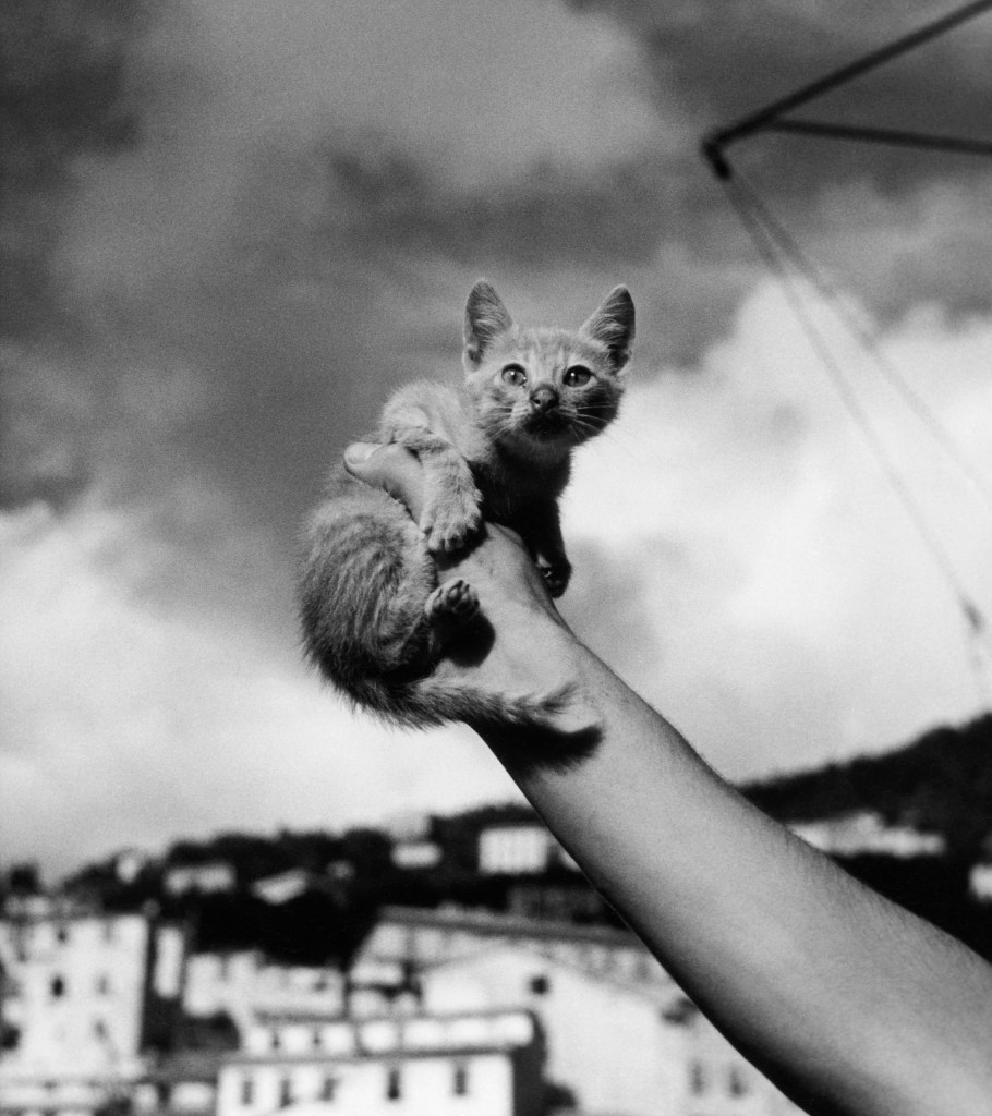 Kitten © Herbert List