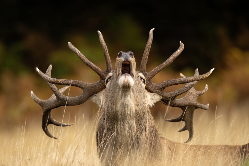 ‘Rutting Call’ was Highly Commended in the 10 Years and Under category of Wildlife Photographer Of The Year 2025. Photo: Jamie Smart