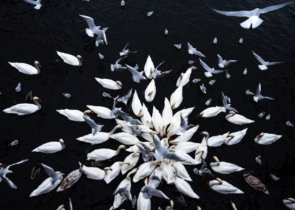 Feeding frenzy © Jonas Bendiksen