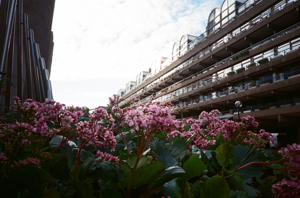 Kodak Snapic A1 sample photograph showing flowers at the Barbican; the frontmost flowers are out of focus