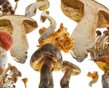 different types of mushrooms