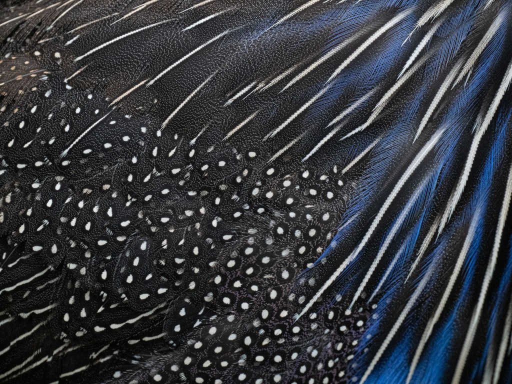 macro photo of the feathers of a guinea fowl