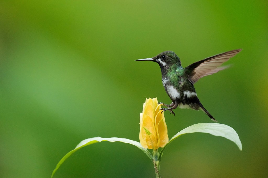 Green Thorntail, Ecuadorian cloud forest project.
