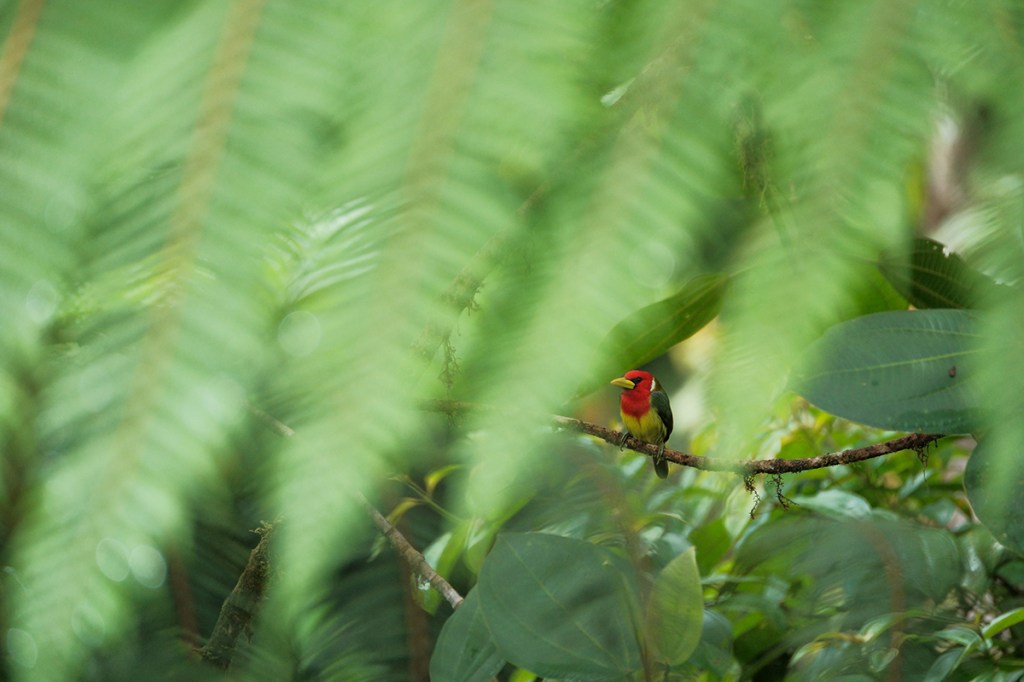 Red headed barbet, Ecuadorian cloud forest project. Image:  Nora Elsässer