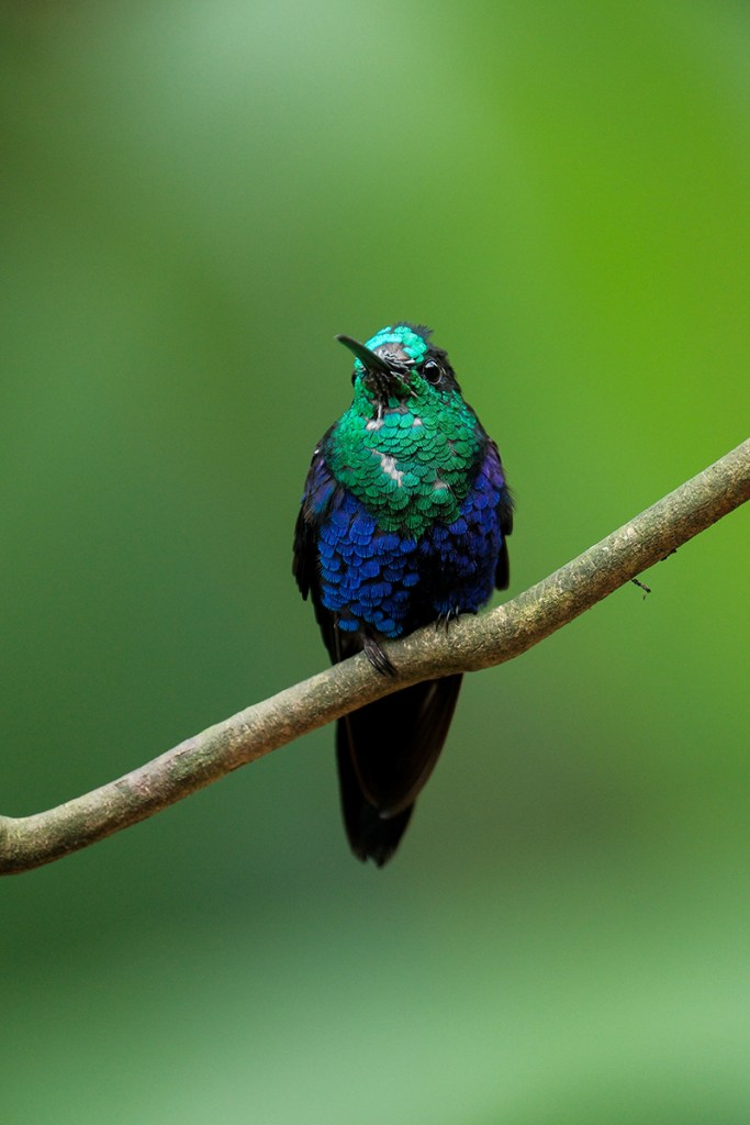 Crowned woodnymph