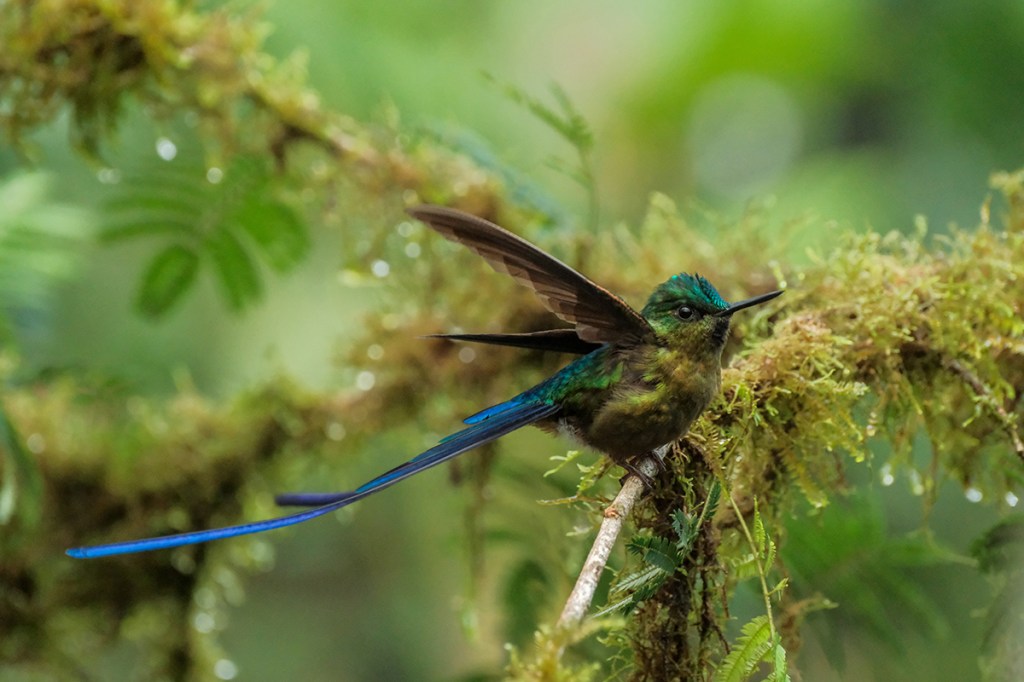 Violet-tailed sylph