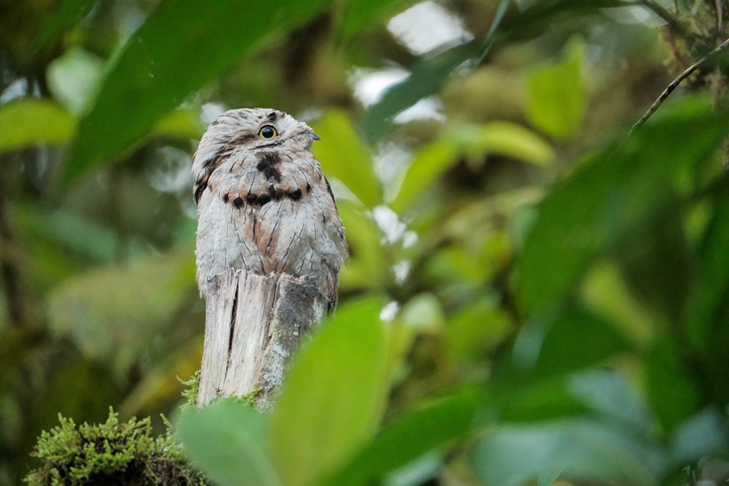 Common Potoo