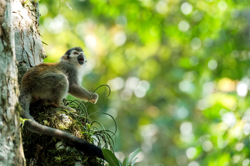 Squirrel monkey, Amazon rainforest 