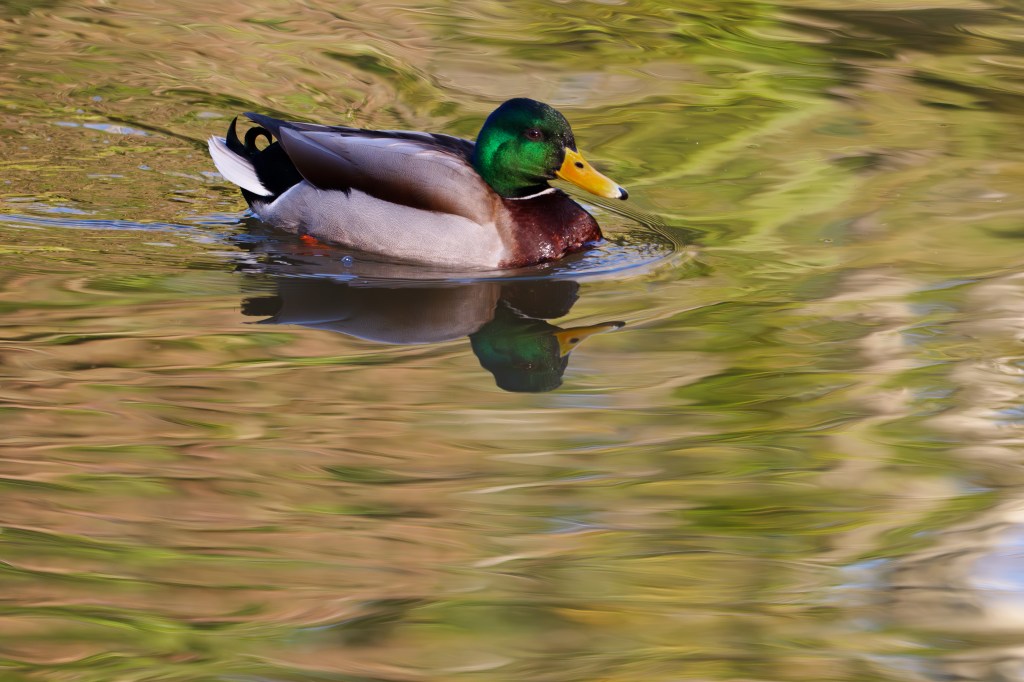 Panasonic Lumix S1II mallard duck sample image.