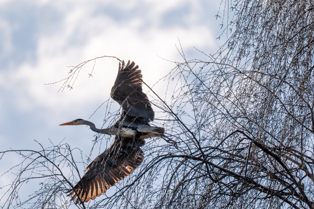 Panasonic Lumix S1II heron sample image