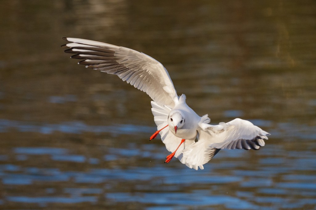 Panasonic Lumix S1II common gull sample image