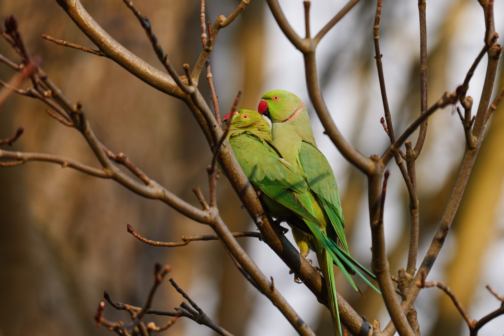 Panasonic Lumix S1II ring-necked parakeets sample image. Image credit: Andy Westlake