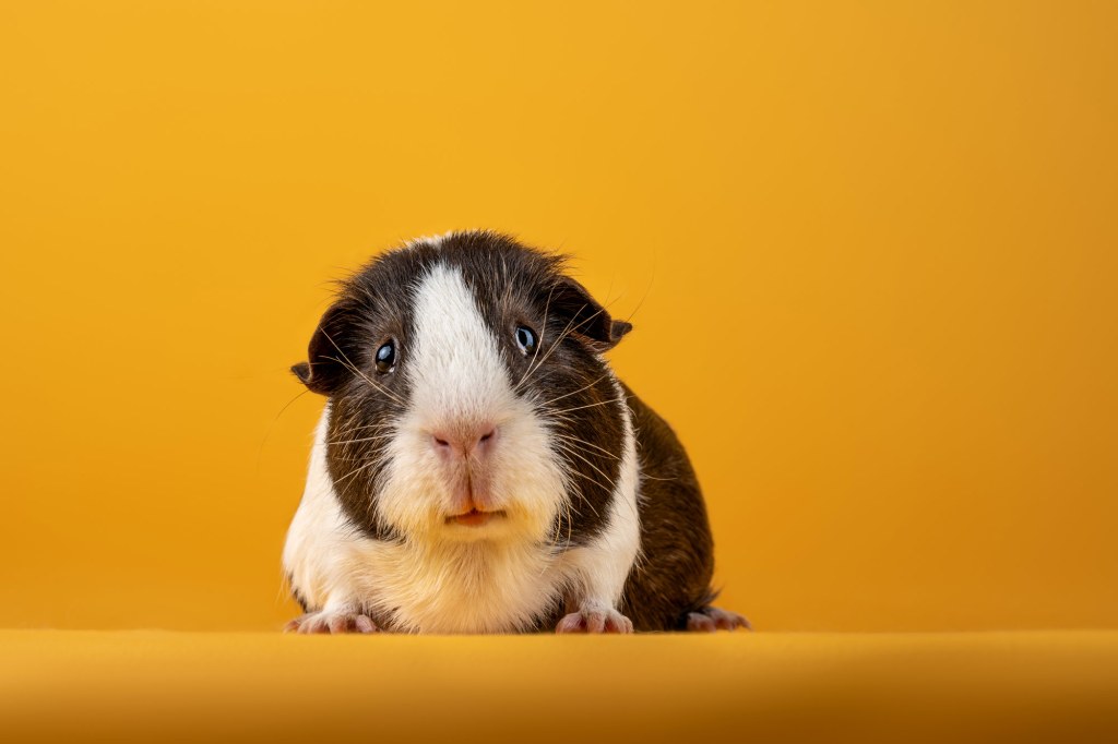 ‘A pet named Pip’. Pet Portrait Runner Up, RSPCA Young Photographer Awards 2025. Photo: Jamie Smart