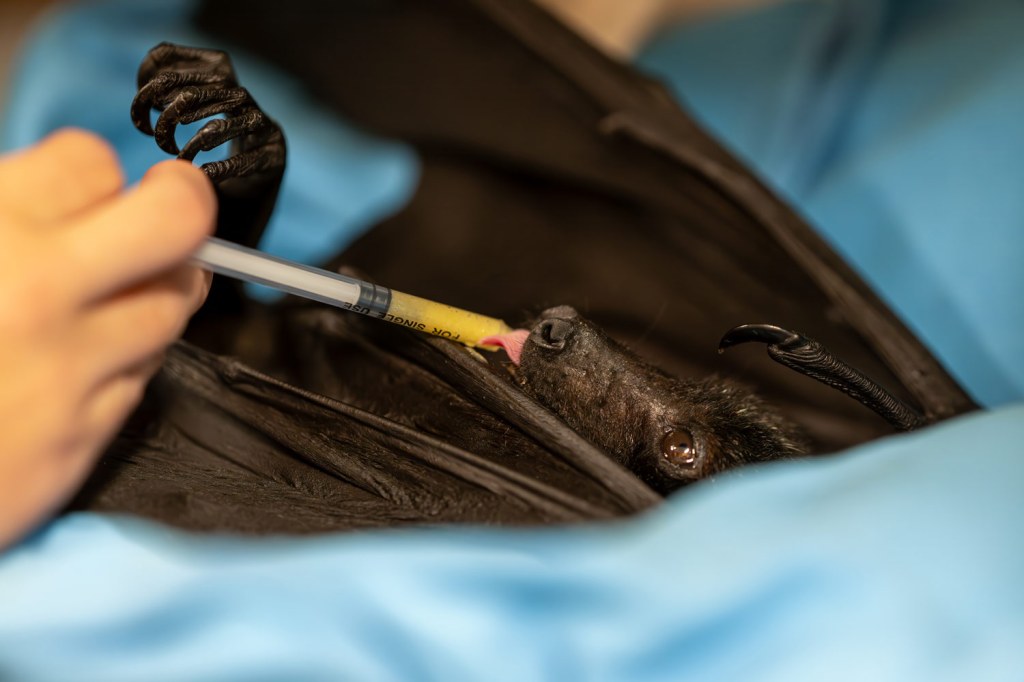 Medicinal Moment Jamie’s picture of people caring for injured and orphaned bats, was the RSPCA Young Photographer Awards 2025 Winner, Documenting Animals category. Photo: Jamie Smart