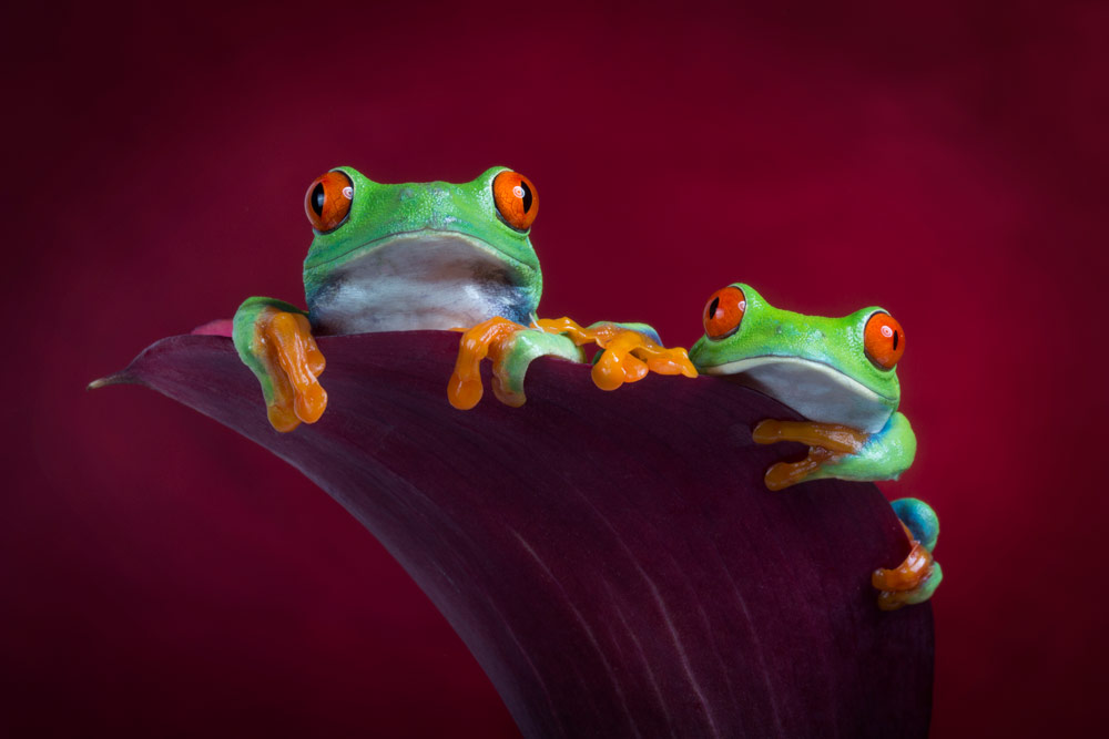 Angi Wallace frogs