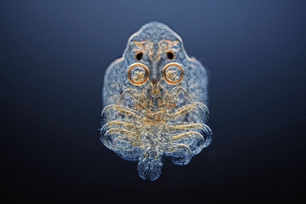 fish lice