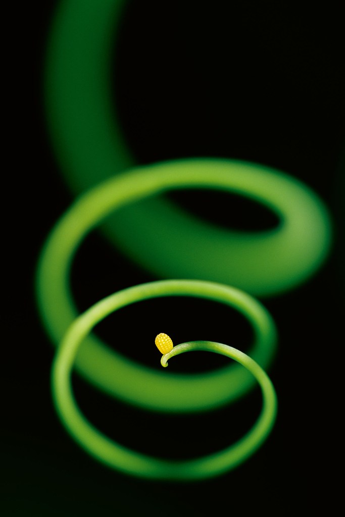Passionflower butterfly egg at tip of climbing passion vine