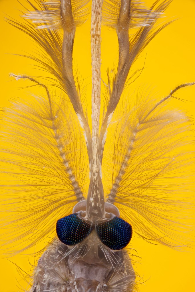 Mosquitoe