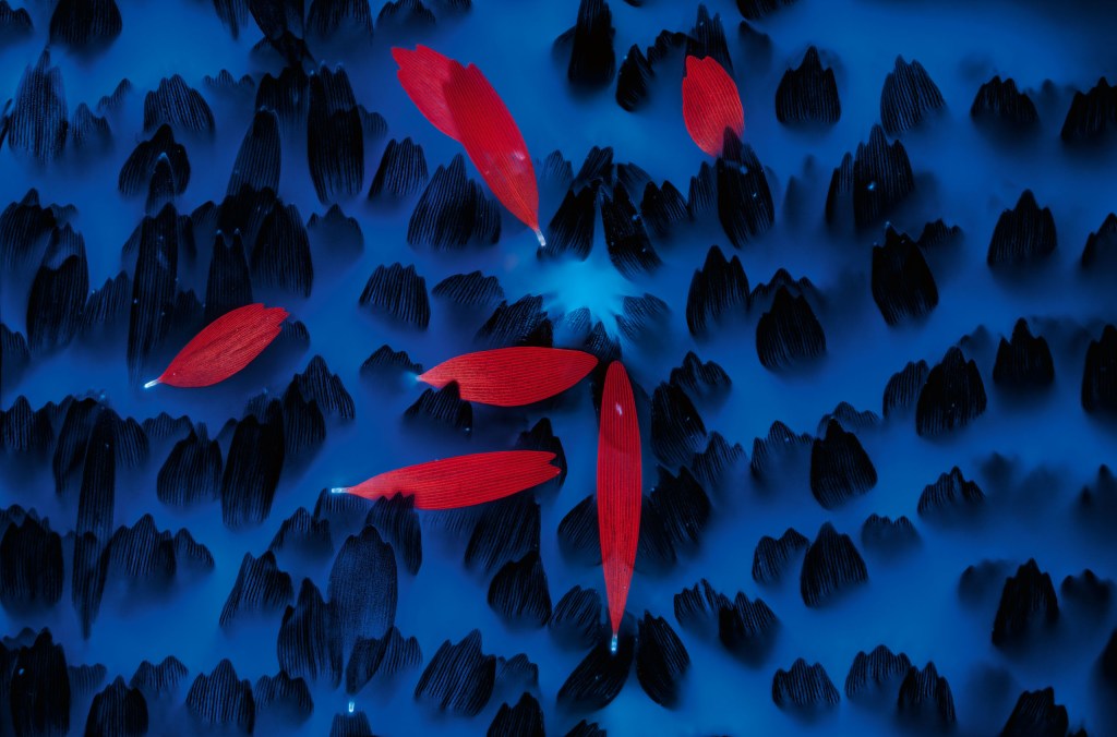 Cinnabar moths