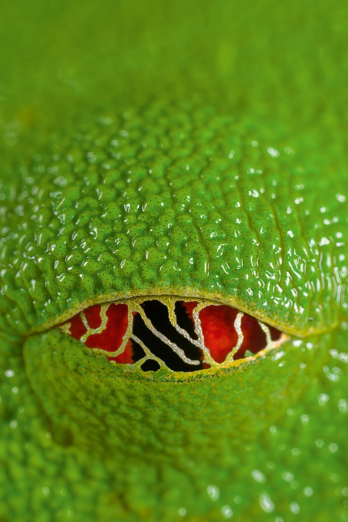 Tree frog