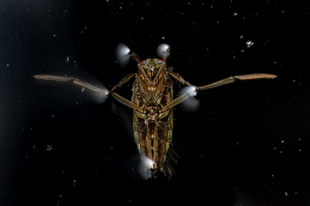 'Space Bug' - Jamie's photo of a greater water boatman (or 'backswimmer') was the RSPCA Young Photographer Awards 2025 Winner in the Small World Category. Photo: Jamie Smart