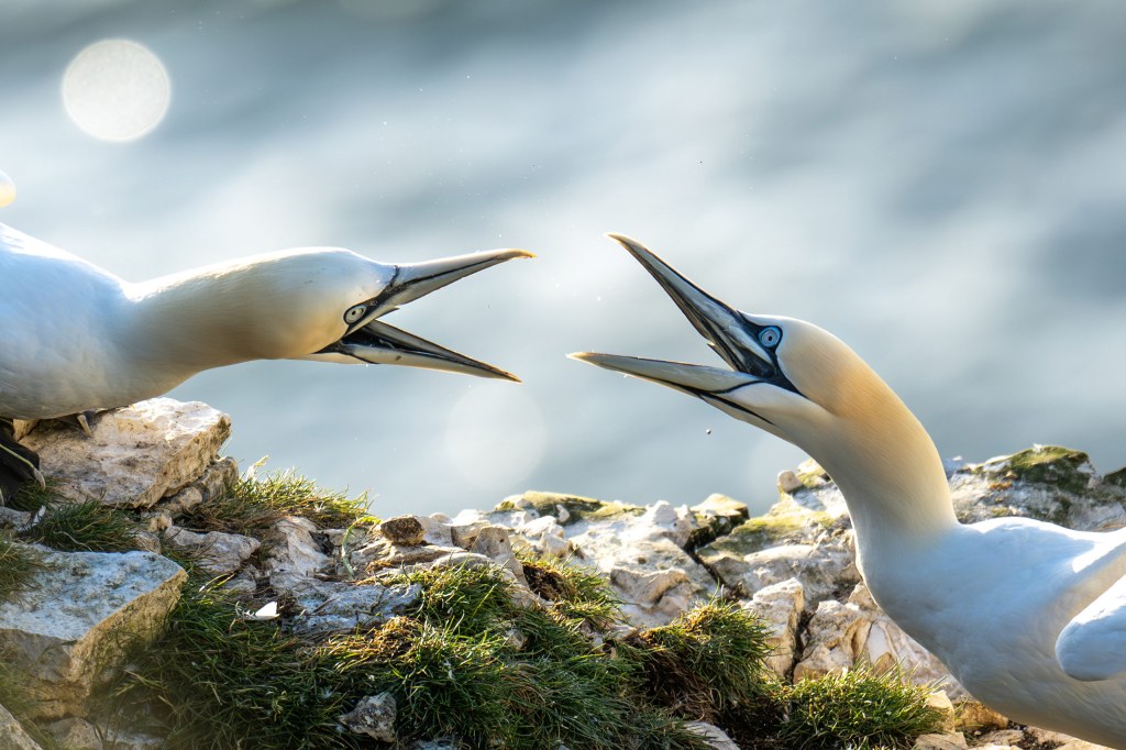 Jamie's image won runner-up in Young TPOTY (14 yrs & under) 2024, and was also Bird Photographer of the Year runner-up, 11 and Under 2025. Photo: Jamie Smart