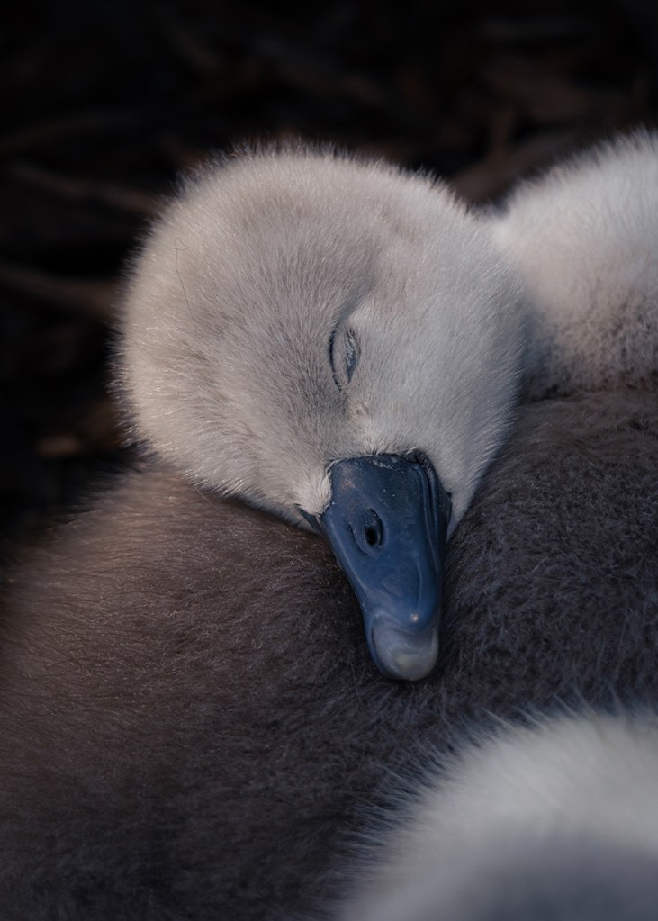 swan cygnet asleep portrait