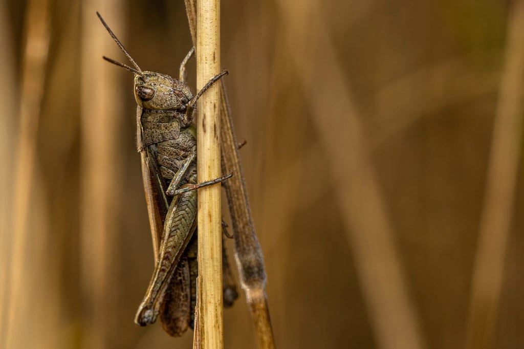 'Morning Hopper' was WPY Highly Commended, 10 Years and Under, in 2025. Photo: Jamie Smart