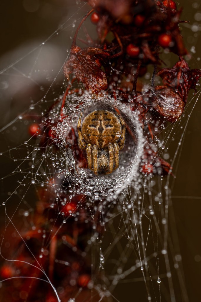 WPY Winner, 10 Years and Under, ‘The Weaver’s Lair’. Photo: Jamie Smart