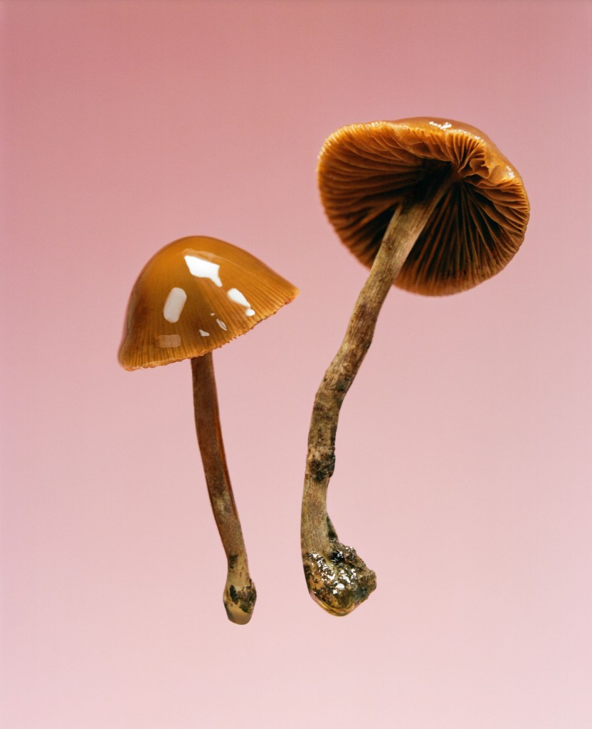 Two mushrooms
