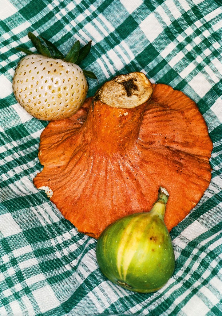 Mushroom on Green Plaid Blanket