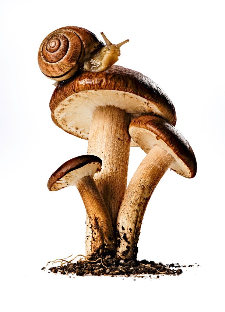 a snail on top of a mushroom