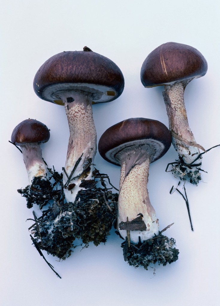 four individual mushrooms