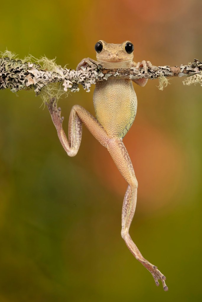 Angi Wallace frogs