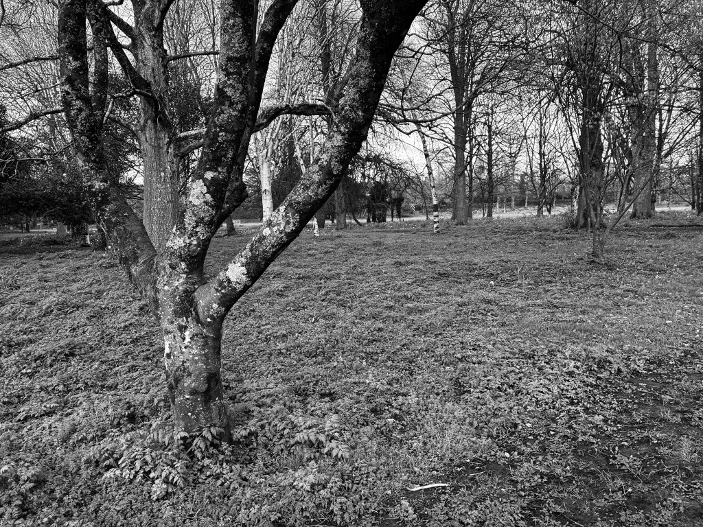 A sample image taken with the iPhone 17e showing some trees shot in black and white