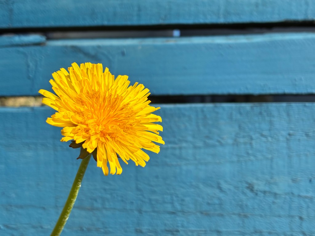 A sample image taken with the iPhone 17e of a dandelion against a blue wooden background