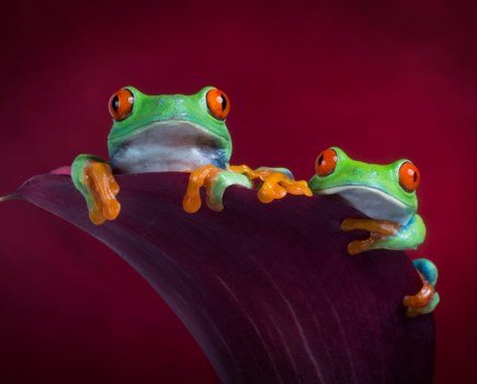 Angi Wallace frogs